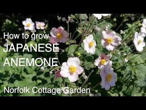 How to grow Japanese Anemone