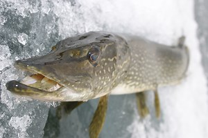 Jigging for Winter Pike - In-Fisherman
