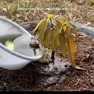 Propagate Mango tree yields mix Apple fruits Using coca cola #agriculture #fruits #graftedplants #ftuits #propagation #farm #apple #fruitlover Crop farming south africa Crops Farming | Violita Padayon