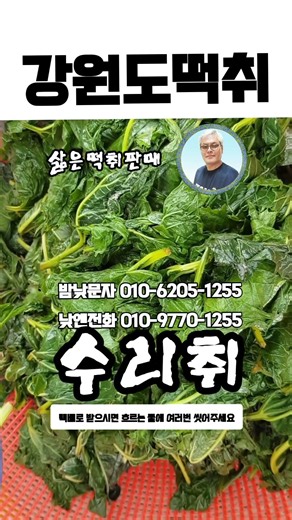 #수리취판매 #수리취소개 #떡취 #강원도수리취