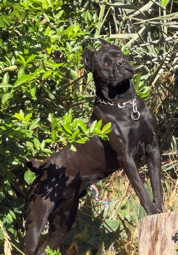 Cane Corso Guard Dog: Imposing Nighttime Presence