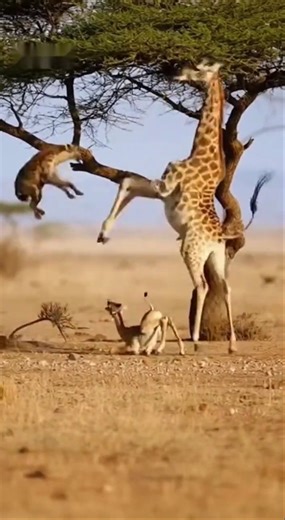 Giraffe Kicks Hyena Into the Air in a Dramatic Encounter #Giraffe #Hyena #Wildlife #AnimalAttack