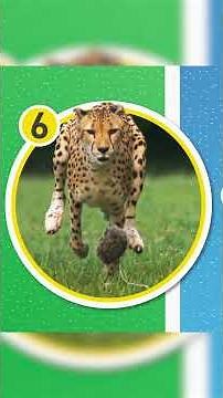 8 Wild Cat Fun Facts 😺 | Awesome 8 | ‪@natgeokids‬