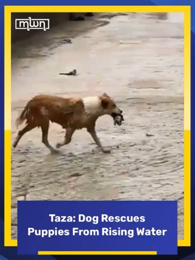 Heroic Dog Rescues Puppies from Flooding in Taza