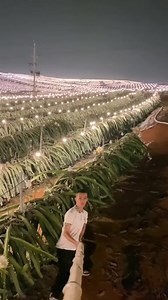 Voici une culture de pitaya (fruit du dragon) sous LED. C'est un vrai désastre pour la biodiversité. Ça perturbe les oiseaux et les insectes la nuit qui ont déjà beaucoup de mal avec tous les pesticides. D'ailleurs vus que c'est une monoculture, il est clair et net que c'est également abondamment arrosé de produits chimiques toxiques. | Permavenir