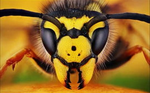 【纪录片/CCTV】昆虫的盛宴（全8集）