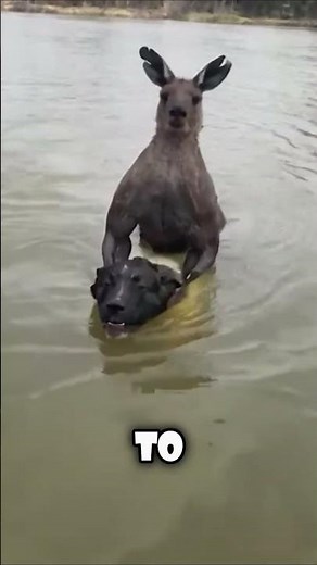 Kangaroos' Deadly Defense: Drowning Predators in Water!