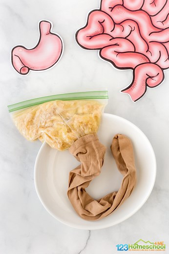 Digestion Experiment - Human Digestive System for Kids