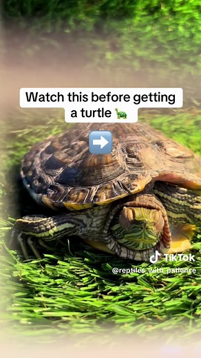 Essential Guide Before Getting a Turtle as a Pet