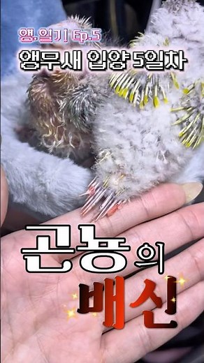 [앵무새입양 5일차] 앵무새 출생의 비밀🤫