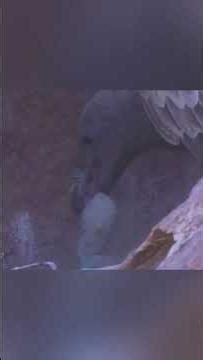 Vulture Reproduction