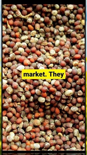 Why the Canadian Prairies Run the World’s Mustard Supply 🇨🇦🌭
