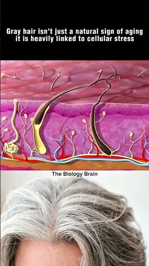 Why Does Hair Turn Gray? Science Explained #grayhair #hairfollicle #health #shorts