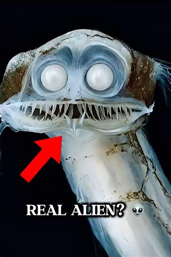 This Fish Looks Like an Alien… But It’s REAL 😱 #shorts