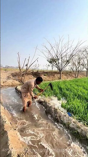 Diverting Disaster: How a Farmer’s Quick Work Saves Crops from Flood Waters