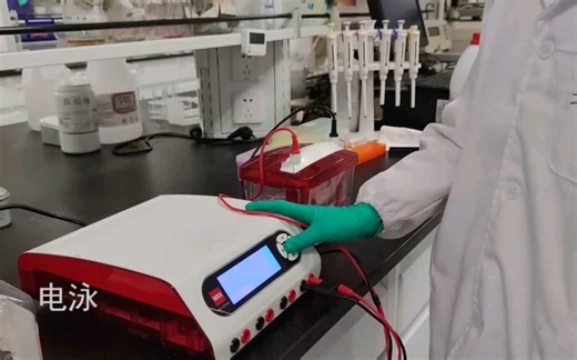 SDS-PAGE凝胶电泳 原理到实操