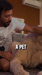 Did you know that people in Dubai keep lions as pets? #dubai #dubailife #dubailifestyle #luxury #lions #pets | History All Day