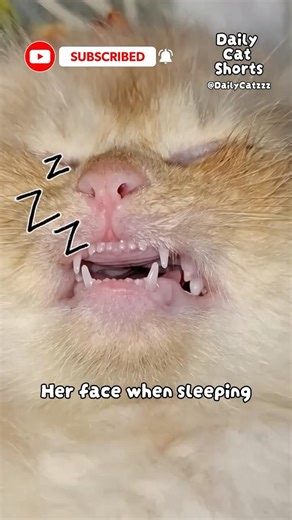 These Catzzz will make you Laugh! #cat #shorts #trending