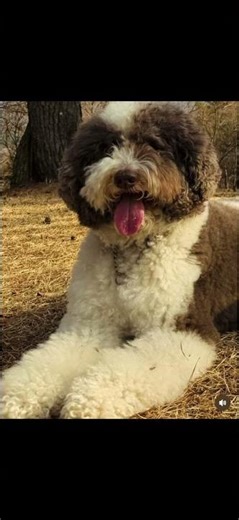 工藤静香 木村拓哉 Kōki Cocomi @kudo_shizuka @takuya_kimura_takuya @koki @cocomi_553_official