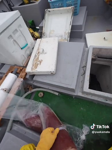 ソデイカ解体 漁師の目線 #ソデイカ #ソデイカ漁 #漁師 | fishing