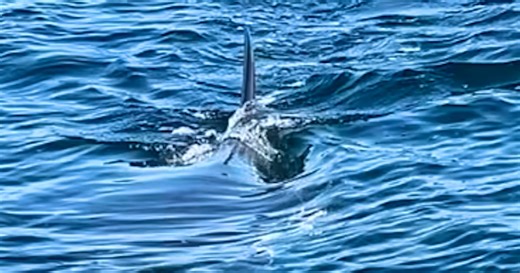 Hobby fisherman spots great white shark in the Mediterranean