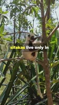 Golden-Crowned Sifaka: The Leaping Legends!