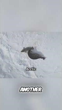 Arctic Animals: Surviving Extreme Cold with Amazing Adaptations! #shorts