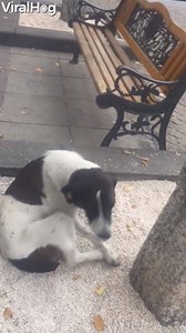 This man being reunited with his dog after 3 years is everything <3 | ViralHog