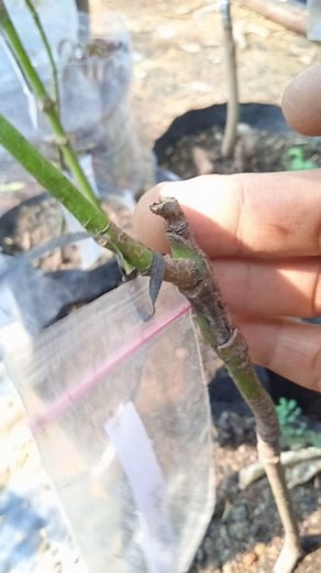 Mango grafting from seeds #graftingmangotree | GardeningFruit