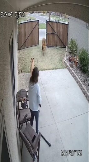 Real CCTV Captures Something Unbelievable in a Quiet Yard | Unseen Real Footage