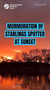 We love to see it 🌅 🐦 ICYMI: Video of a stunning murmuration of starlings was taken over wetlands at sunset and shared by the U.S. Fish & Wildlife Service. According to the USFWS, "The reasoning behind murmurations still intrigues scientists to this day, but it’s believed that they may serve several functions, including to discourage predators, provide warmth for the birds, or simply act as a way of forming social bonds." #Birds #Birding #Murmuration #Starlings #Wildlife #Conservation #Nature 