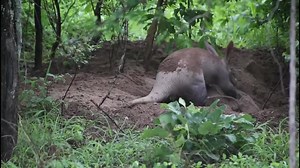 281K views · 10K reactions | The best sighting of 2022... While out...