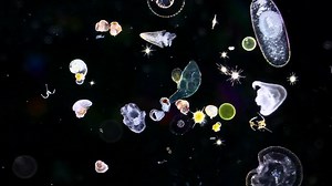 Plankton