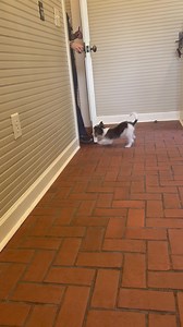 Remember the "cookie behind the door" morning meditation? Well.....it really is all doors. Even at the vet she thought for sure a cookie would come. We are gonna have to work on this before it becomes a problem!!!! | Snooty Giggles Dog Rescue