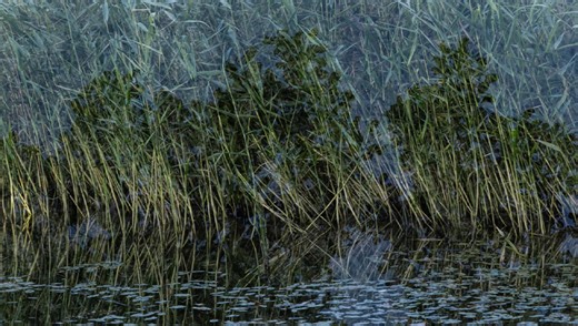 Creative Tips for Capturing Stunning Forest Scenes | Fstoppers