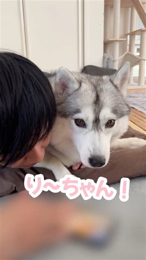 弟の隣を死守するハスキー #シベリアンハスキー #ハスキー #ハスキー犬