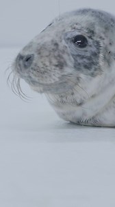 3.6K views · 301 reactions | Meet Selkie, our first rescue seal of the season! | National Aquarium | Facebook