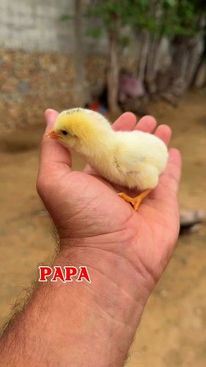 Little Chick Calling To His Father And Mother🐥#viralvideoシfyp #ayam #reels #rooster #pets | Zubair Malik Aseel 2