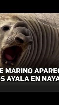 Aparece elefante marino en playa de Los Ayala, Nayarit