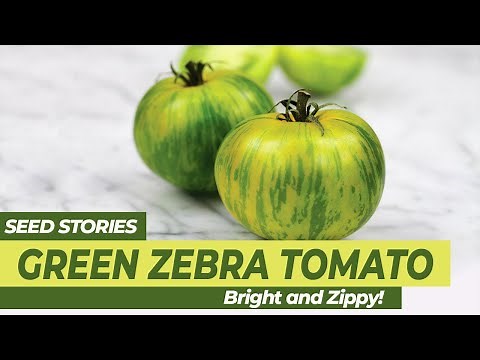 SEED STORIES | Green Zebra Tomato: Bright and Zippy!