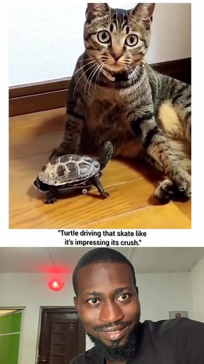“Fast & Curious: Turtle Edition” (Showing Off for the Cat) | Kunle Salami Tsubasa