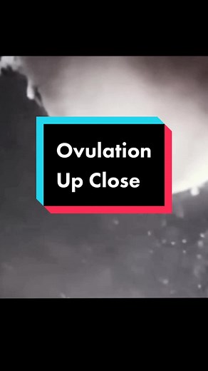 Understanding Ovulation: A Comprehensive Guide