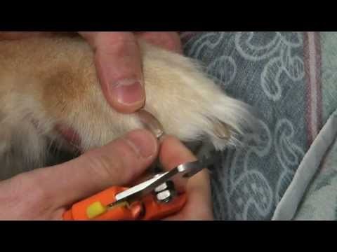 How to Clip Your Dog's Nails