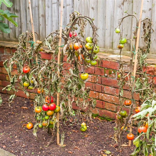 Common tomato diseases every gardener should know – and how to treat them so you still get a healthy harvest