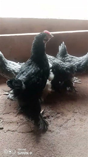 commander au ;691671303 et 677250319