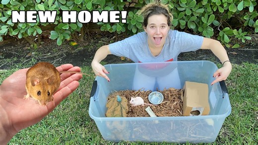 Tiny survivors: Baby mice rescued and rehomed