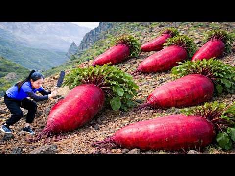 Harvesting Giant Red Radishes on the Hillside – Sold Out Fast | Simple Rural Girl Life