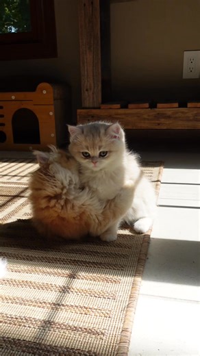 Too sweet🥰 We have only 1 kitten left from this unbelievably adorable British Shorthair litter! I’ve had many beautiful kittens over the years but this… this is something else😍 They throw themselves in front of me, demanding attention and belly rubs🤭 Socializing kittens is very important for developing their personalities but sometimes they just come this sweet🥰 www.goldenwhiskerscattery.com #goldenwhiskerscattery #cute #kittens #adorable #britishshorthair #cuteness #kitten #ny11 #ny12 #ay12