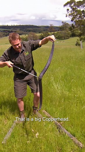 The copperhead snake is the 16th most deadliest snake! #reptile #reels #DidYouKnow #wildanimals #dangerousanimals #animalattacks #wildlifeoftimfaulkner #venom #deadlyanimals #australian #snakebite | Untamed