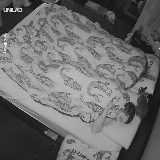 "Get a rabbit they said, it'll be fun they said..." 😂🐰 | UNILAD